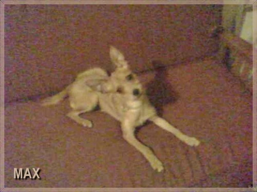 Max~Need Foster!