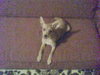Max~Need Foster!