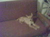 Max~Need Foster!