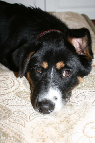 Maya~Pending