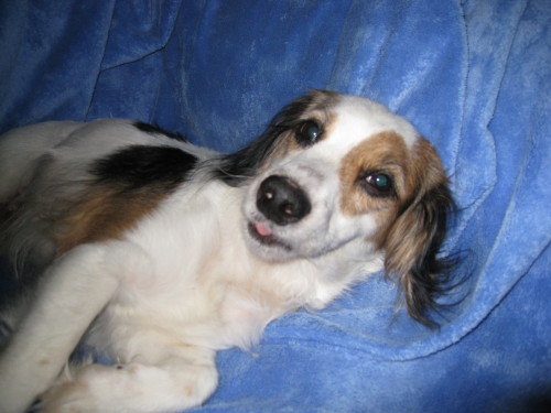 Meadow-ADOPTED