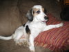 Meadow-ADOPTED