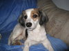 Meadow-ADOPTED