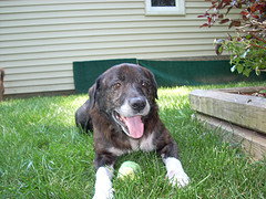 Merlin-PENDING!