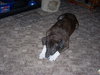 Merlin-PENDING!