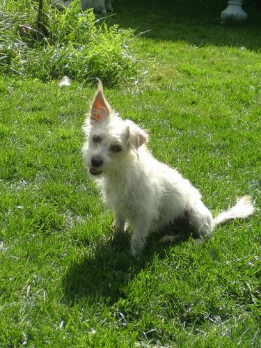 Millie ~ PENDING