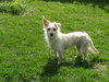 Millie ~ PENDING