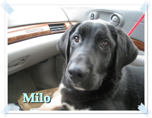 Milo