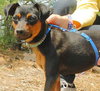 Minnie - ADOPTED 06.23.09