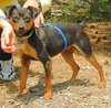 Minnie - ADOPTED 06.23.09