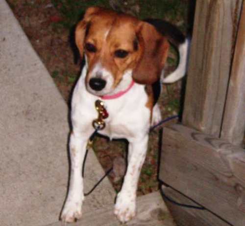 Miss Lola