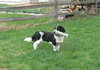 Mollie-PENDING
