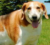 Molly - ADOPTED (Missing Contract)