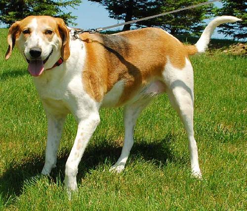 Molly - ADOPTED (Missing Contract)