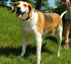 Molly - ADOPTED (Missing Contract)