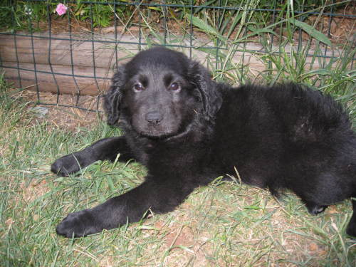 Montana - ADOPTED