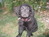 Montana - ADOPTED