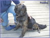 Montana - ADOPTED