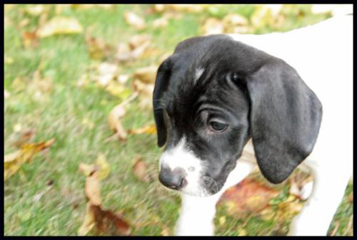 Moose - ADOPTED 11.15.08