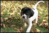 Moose - ADOPTED 11.15.08