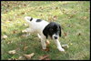 Moose - ADOPTED 11.15.08
