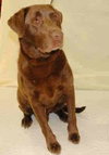 Nick - ADOPTED 12.05.09