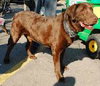 Nick - ADOPTED 12.05.09