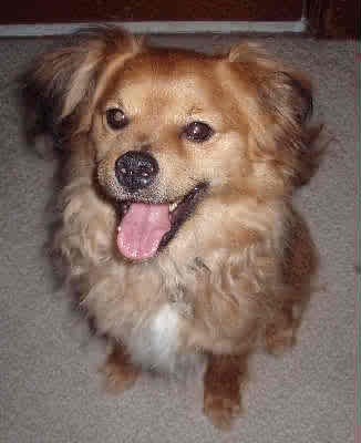 Niles - ADOPTED 06.18.09