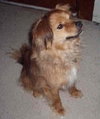 Niles - ADOPTED 06.18.09