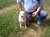Ozzy - ADOPTED