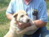 Ozzy - ADOPTED