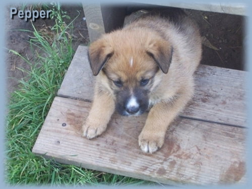 Pepper