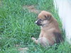 Pepper