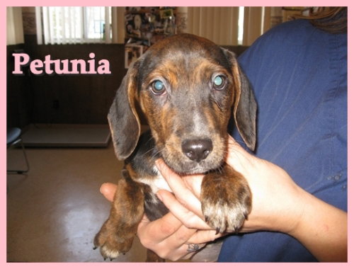 Petunia