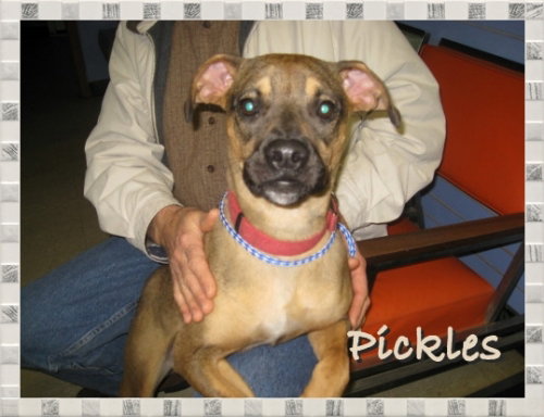 Pickles