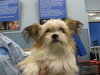 Polo - ADOPTED