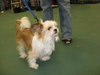 Polo - ADOPTED