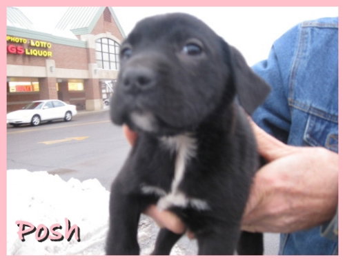 Posh