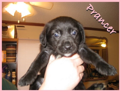 Prancer