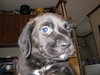 Prancer