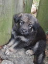 Prince Charming