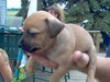 Pugsly