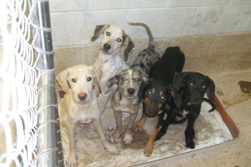 Puppy Mix