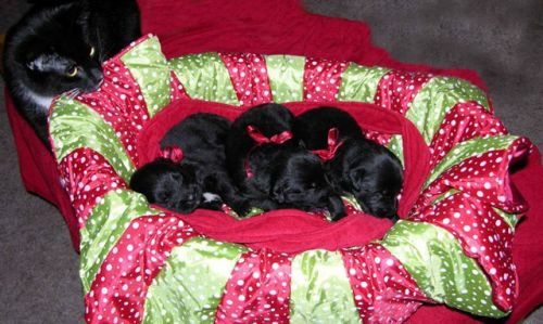 Pups