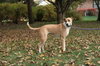 Remington - ADOPTED
