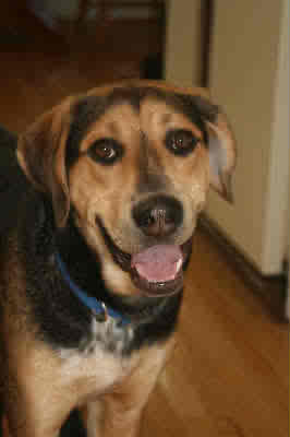 Rexy-ADOPTED