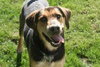 Rexy-ADOPTED