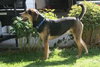 Rexy-ADOPTED
