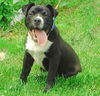 Riggs - ADOPTED