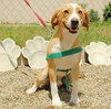 Riley - ADOPTED 07.31.09